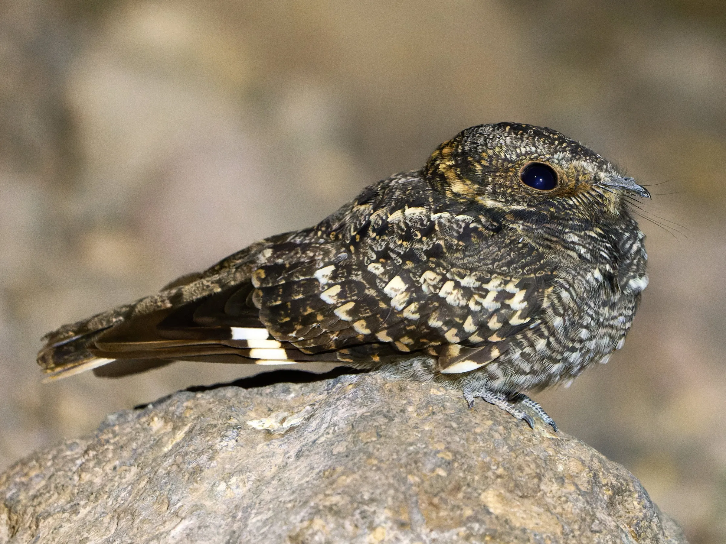 Band-winged Nightjar aka Gallita Ciega, by Luis Salazar Vargas